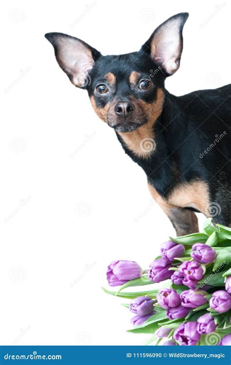 Beautiful Dog with Flowers, Isolated on White. Stock Photo - Image of ...