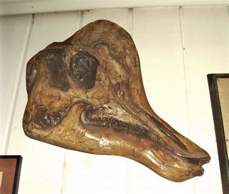 Corythosaurus Skull