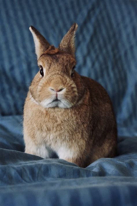 Netherland Dwarf Rabbit - Facts, Lifespan and More!