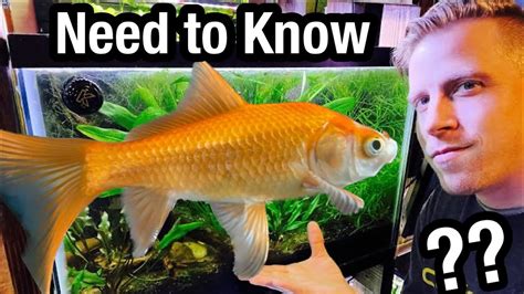 Comet Goldfish Care - Watch BEFORE Buying - YouTube