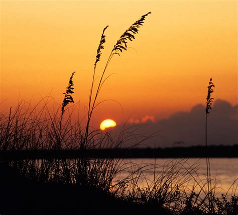 Sea Oats at Sunset | Explore, 7/18/08 | Jeff Milsteen | Flickr