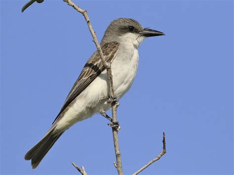 Gray Kingbird - eBird