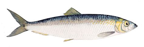 Atlantic herring photos and wallpapers. Nice Atlantic herring pictures