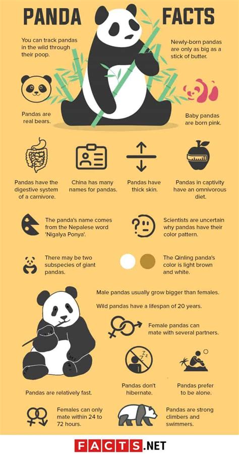 50 Giant Panda Facts That You Never Knew About