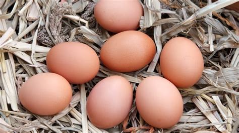 10 of the Best Egg Laying Chickens and Hens