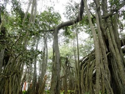 Big Banyan tree bangalore - Images WorthvieW