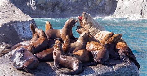 Leopard Seal vs Sea Lion: The Key Differences - AZ Animals