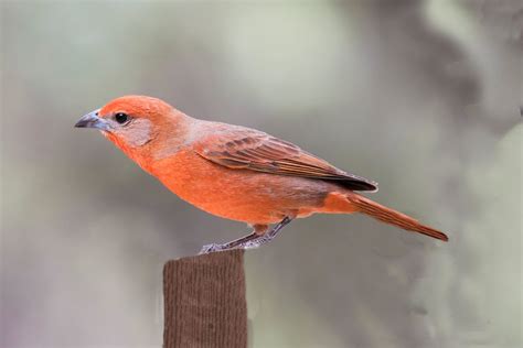 Where to Find Flame-Colored and Hepatic Tanagers - Birds and Blooms