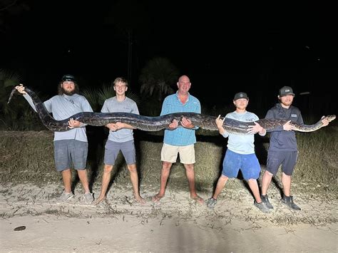 Massive 200-lb invasive python caught, one of the largest ever in Florida - National | Globalnews.ca