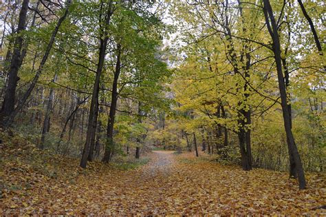 Forest | Vilnius, Lithuania | Dennis Gastelum | Flickr