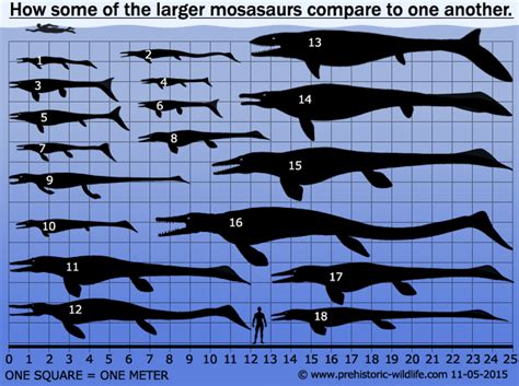 Tylosaurus Vs Megalodon