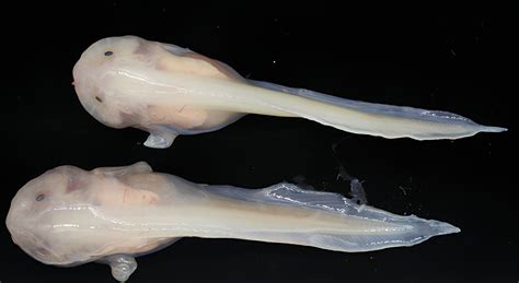 Scientists reveal how deepest sea dwellers adapted to their environment