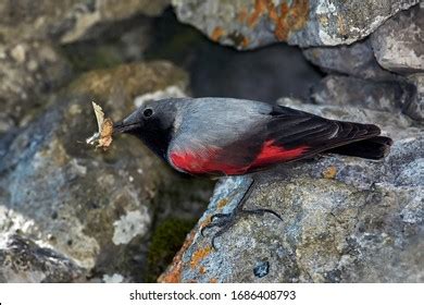 242 Wallcreeper Bird Images, Stock Photos & Vectors | Shutterstock