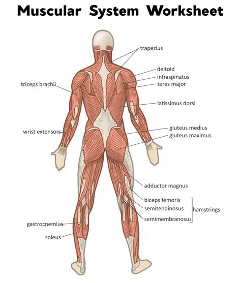 Printable Anatomy Of The Muscle Diagram - Printable JD