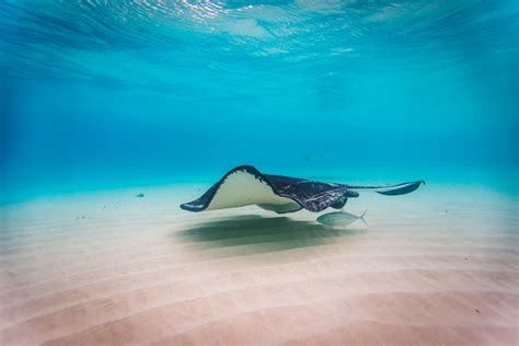 Stingray City - Grand Cayman Island : r/pics