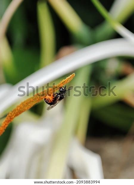 Entomophily Insect Pollination Form Pollination Whereby Stock Photo ...