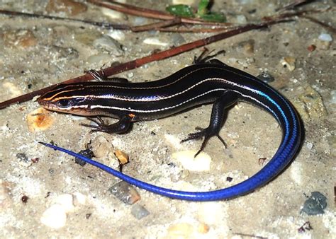 Southeastern Five-lined Skink, Hancock County | Amphibians and Reptiles of Louisiana