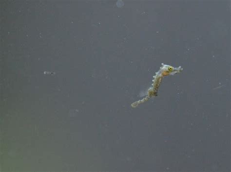 Images Of Baby Seahorses