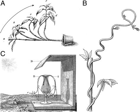 Multiscale integration of environmental stimuli in plant tropism produces complex behaviors | PNAS