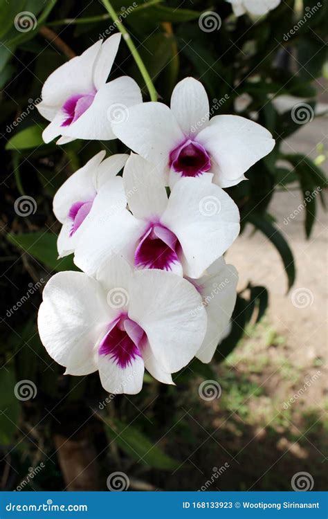 The White Orchid Flower in the Center is Purple Stock Image - Image of ...