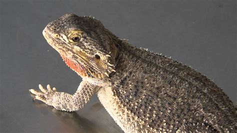 Reptiles: handling medium sized lizards - YouTube