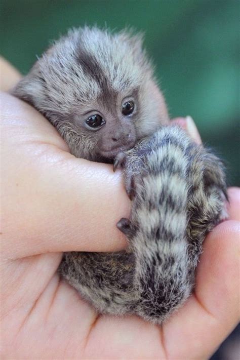 Small Monkey Breeds You Can Have as Pets | Baby animals pictures, Baby animals, Cute baby animals