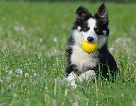 5 Best Exercises for Dogs with Arthritis | Canna-Pet