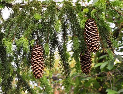 PICEA ABIES - Springvale Garden Centre