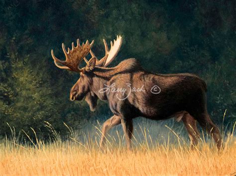 Looking for Love – Bull Moose painting by Larry Zach – Larry Zach ...