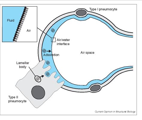 Figure 1 from Pulmonary surfactant: phase behavior and function. | Semantic Scholar