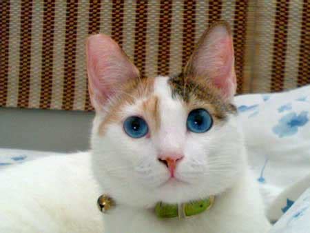 Ojos Azules Cat – Purrfect Cat Breeds