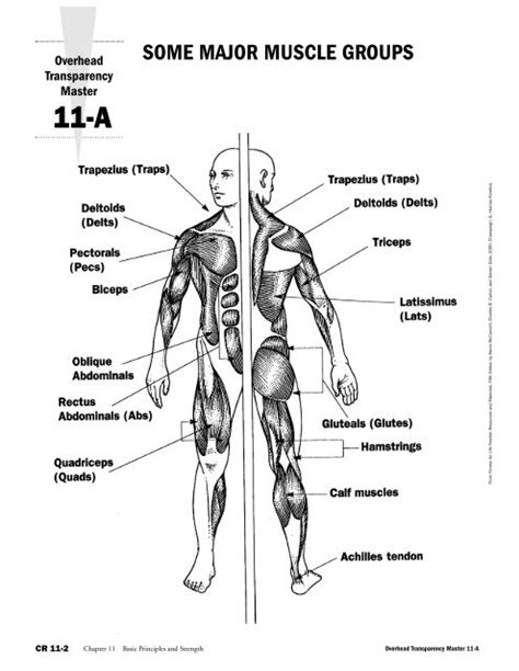 SOME MAJOR MUSCLE GROUPS