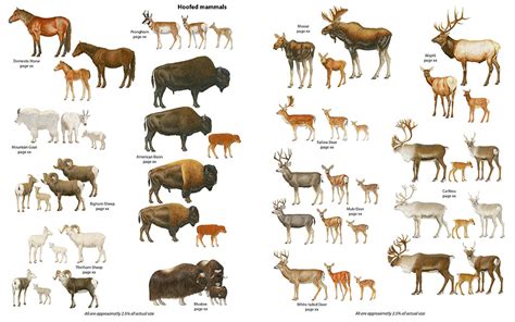 Animals Encyclopedia