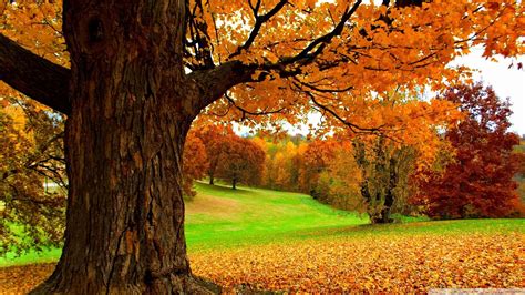 landscape, Fall, Grass Wallpapers HD / Desktop and Mobile Backgrounds