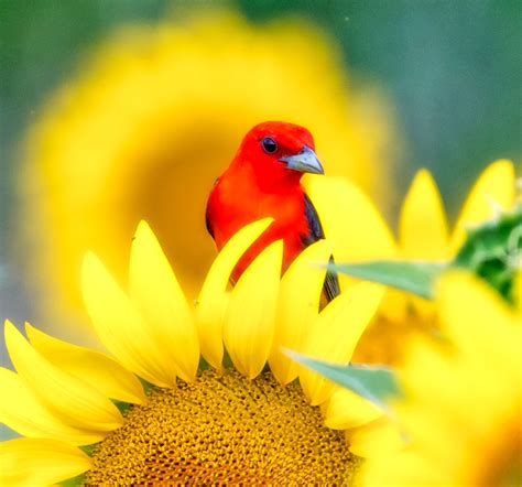 Scarlet Tanager Jigsaw Puzzle