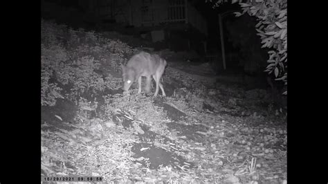 Coyote pack on the hunt for rabbits listen when they make the kill. Dark night on trail camera ...