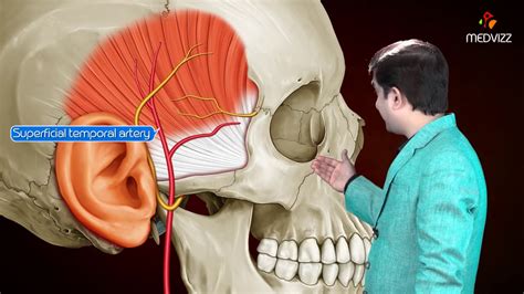 Temporal fascia medical animation - Gross anatomy of Head and Neck , Dr ...