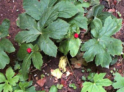 Is Goldenseal an Antibiotic? - Superfoodly