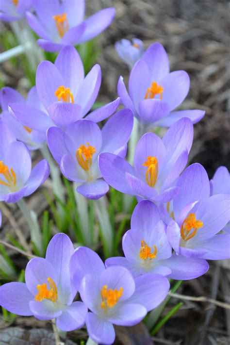 Snow Crocus - Birds and Blooms