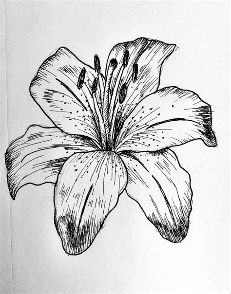 Pen lily drawing | Lilies drawing, Pen art drawings, Flower line drawings