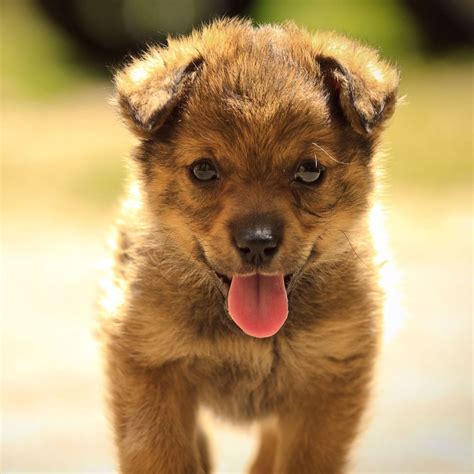 Cute Puppy Dog Spit Out The Tongue iPad Wallpapers Free Download