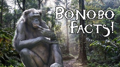 Bonobo Intelligence | Animal Amazement Season 2 Ep. 8 - YouTube