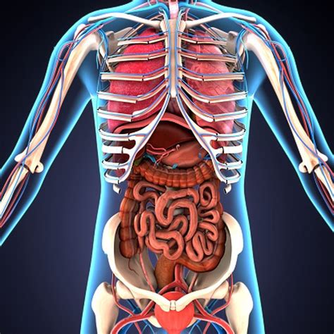 Anatomía Sistémica: Sist. Urinario, Reproductor y Endocri...