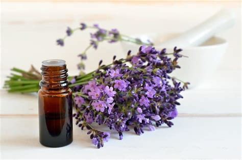 Lavender Oil for Thicker Hair. Also remedies Dandruff and Scalp Tension ...