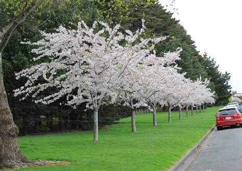 PRUNUS yedoensis | New Zealand | Easy Big Trees | Yoshino cherry tree ...