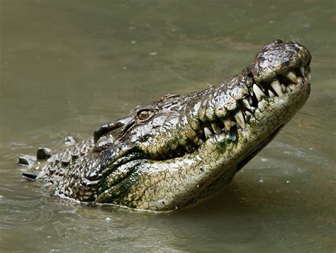 American Crocodile — Jamaican Petrel