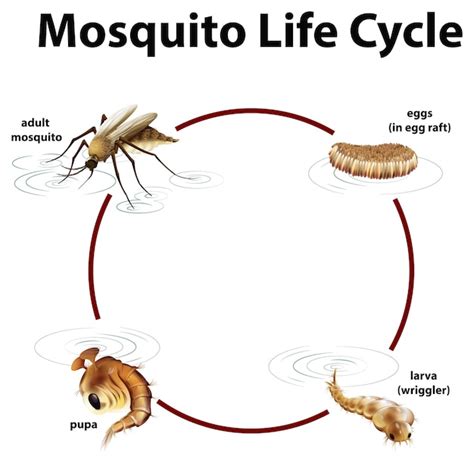 Free Vector | Diagram showing life cycle of mosquito