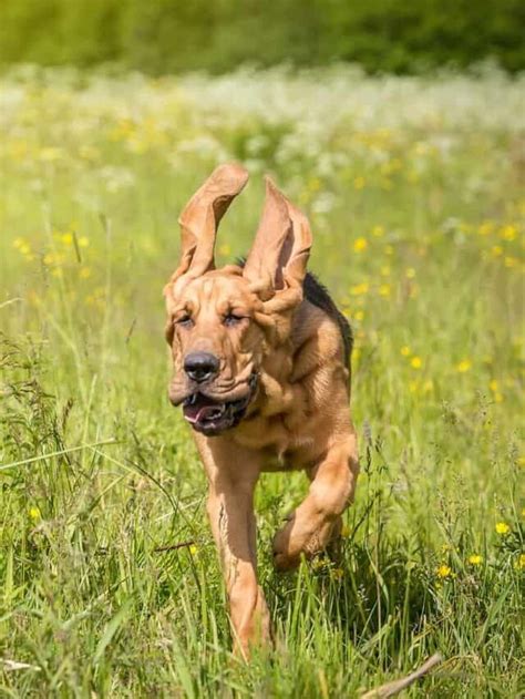 Top 5 Adorable Bloodhound Mixes - PupVine