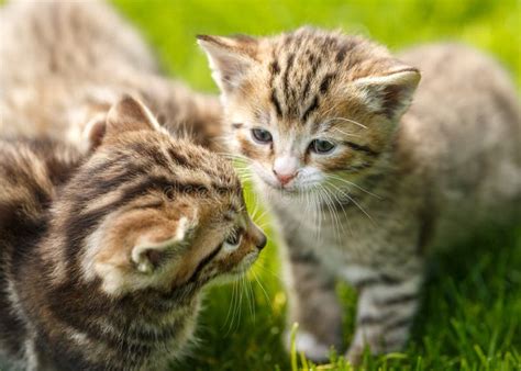 Little Tabby Kittens Playing with Their Cat Mother on the Grass Stock Photo - Image of garden ...