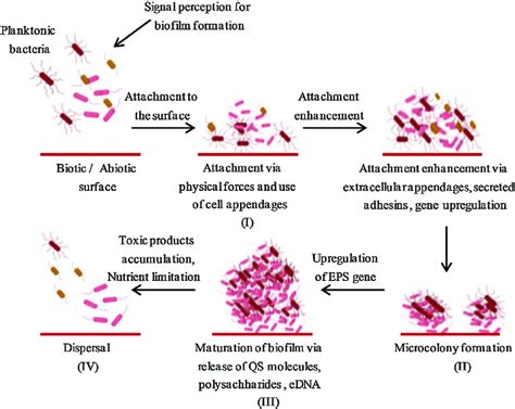 Mechanism of biofilm formation. The four stages of biofilm formation ...